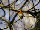 Robin - Rudzik